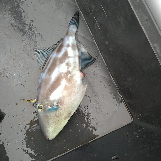 ウマヅラ(ウマヅラハギ)