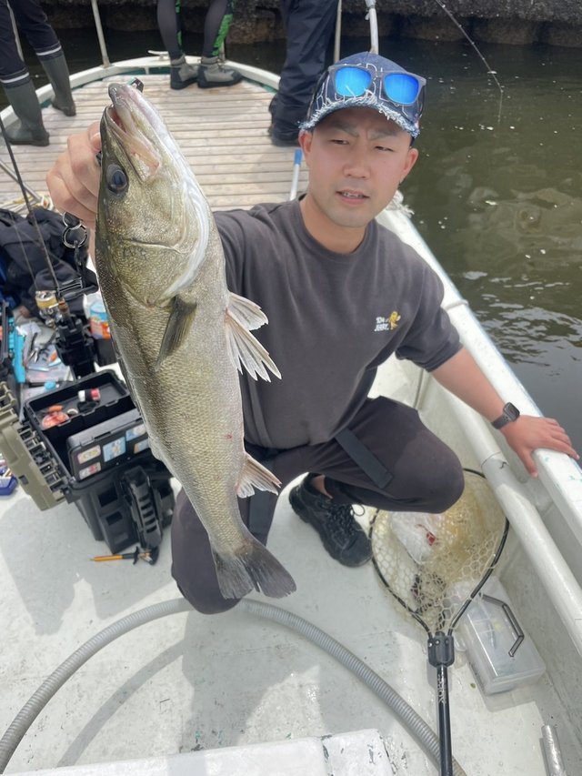 シーバス(スズキ)