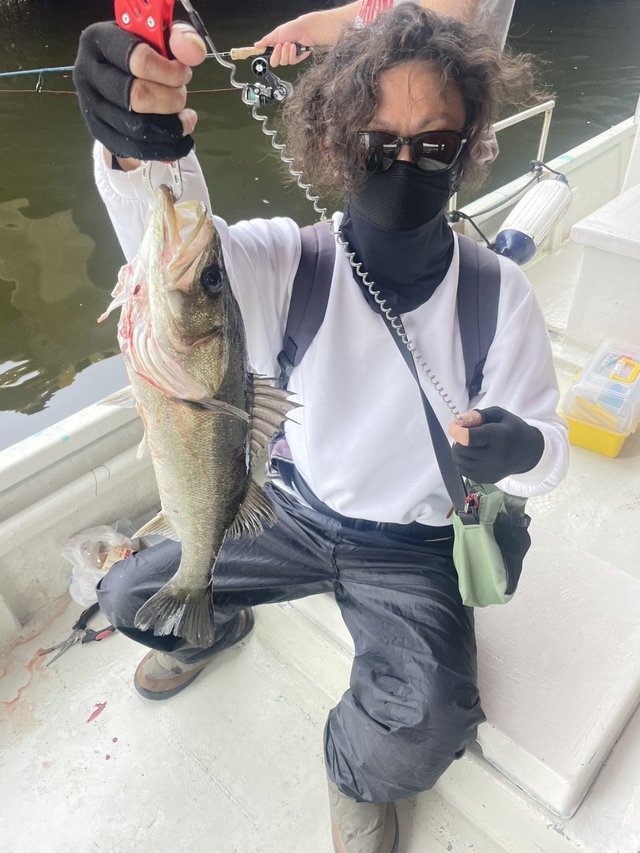 シーバス(スズキ)