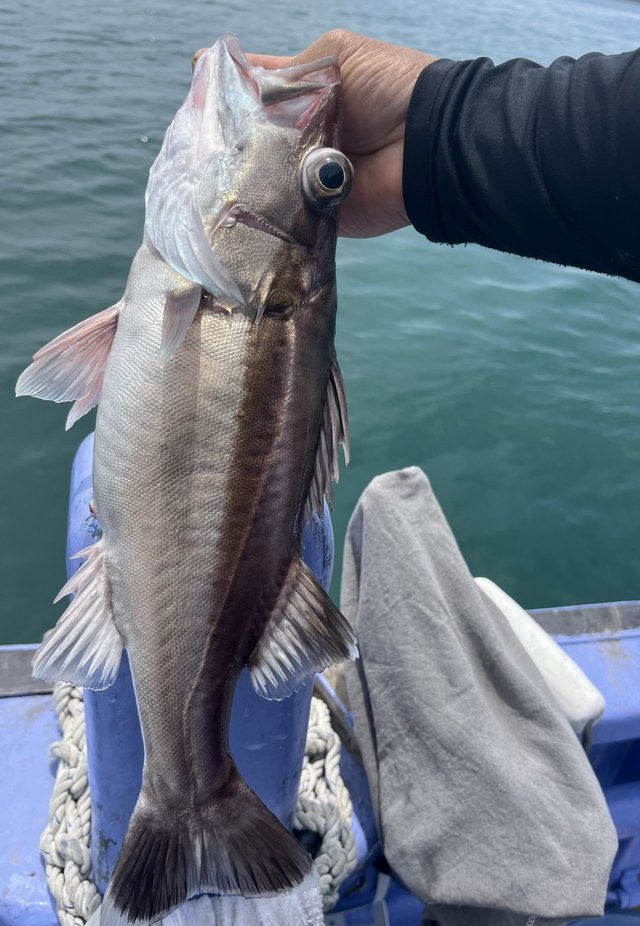 イシナギ(オオクチイシナギ)