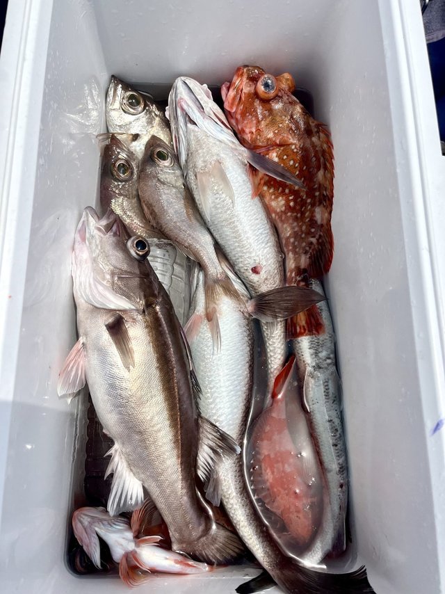 イシナギ(オオクチイシナギ)・クロムツ・ガシラ(カサゴ)