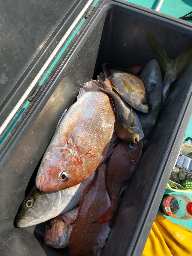 マダイ・メジロ(ブリ)・イサキ・ハゲ(ウマヅラハギ)