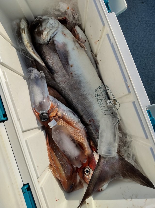 マダイ・メダイ