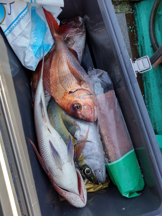 メジロ(ブリ)・メダイ