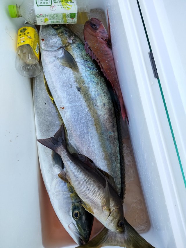 メジロ(ブリ)・ヒラマサ・イサキ