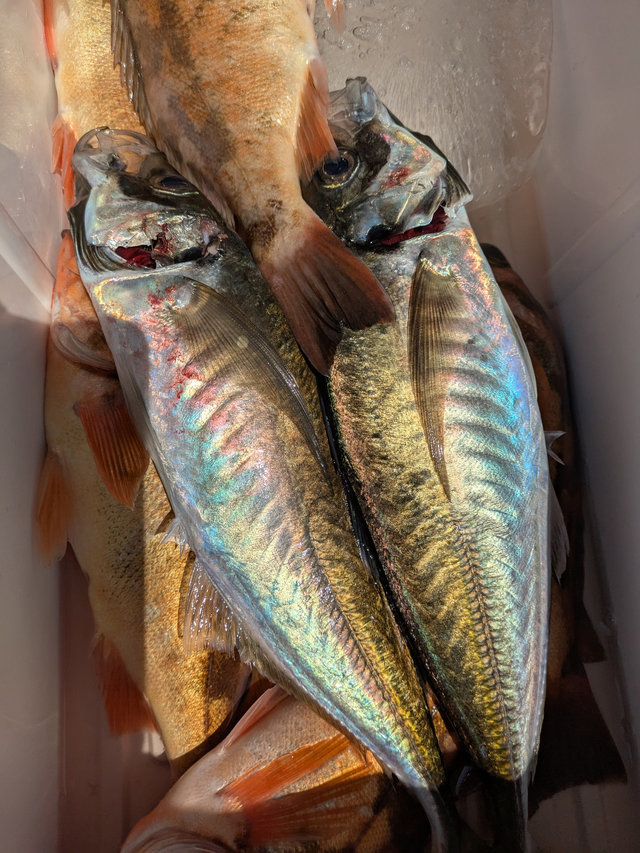 アジ(マアジ)・オキメバル(ウスメバル)