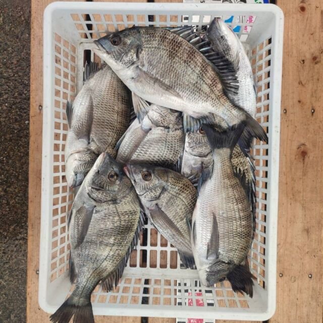 チヌ(クロダイ)