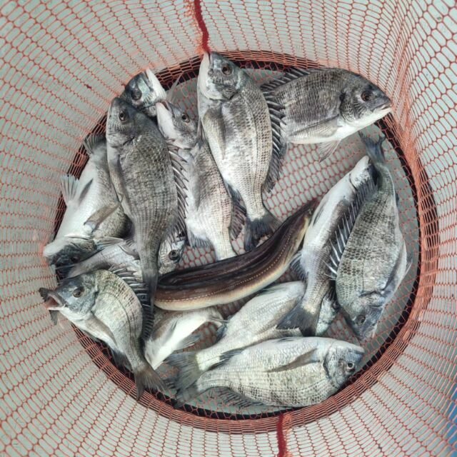 チヌ(クロダイ)