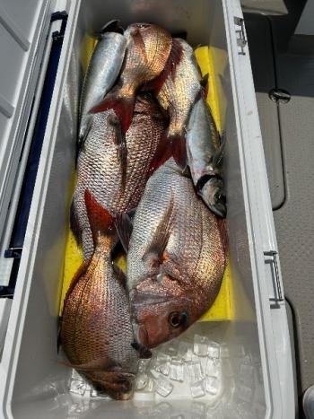 マダイ・マアジ