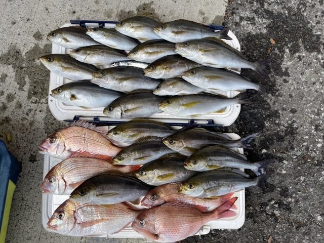 マダイ・イサキ