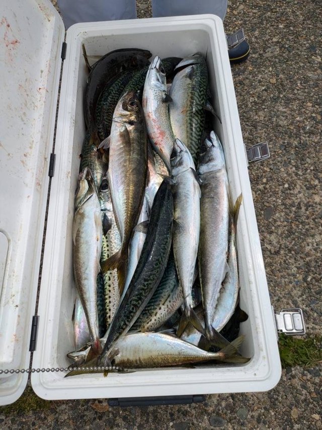 アジ(マアジ)・サバ(ゴマサバ)