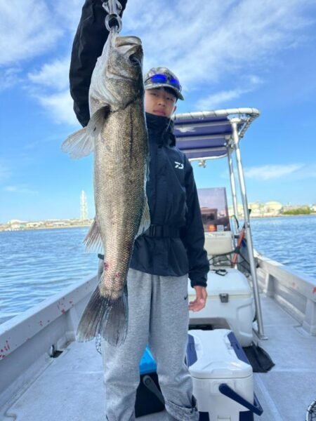 シーバス(スズキ)