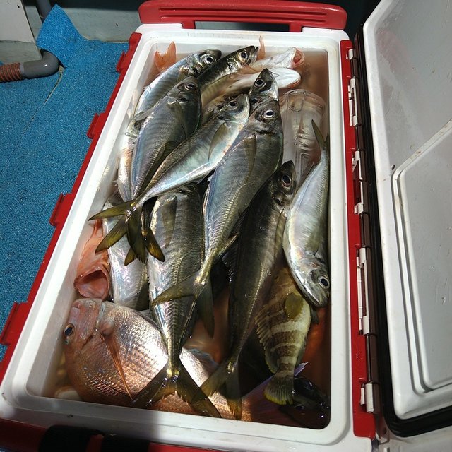 チダイ・アジ(マアジ)