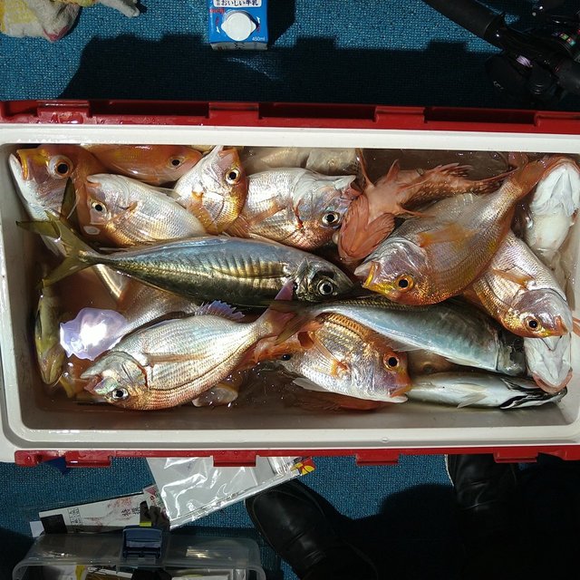 レンコダイ(キダイ)・チダイ・アジ(マアジ)・ガシラ(カサゴ)