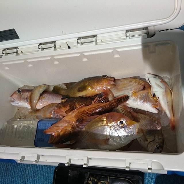 レンコダイ(キダイ)・チダイ・アコウ(キジハタ)・アマダイ(アカアマダイ)