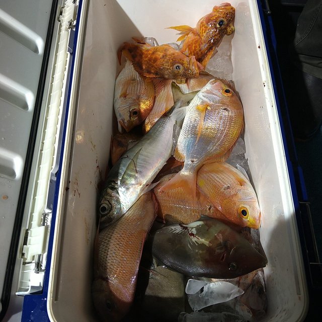 マダイ・レンコダイ(キダイ)・チダイ・アジ(マアジ)・ガシラ(カサゴ)