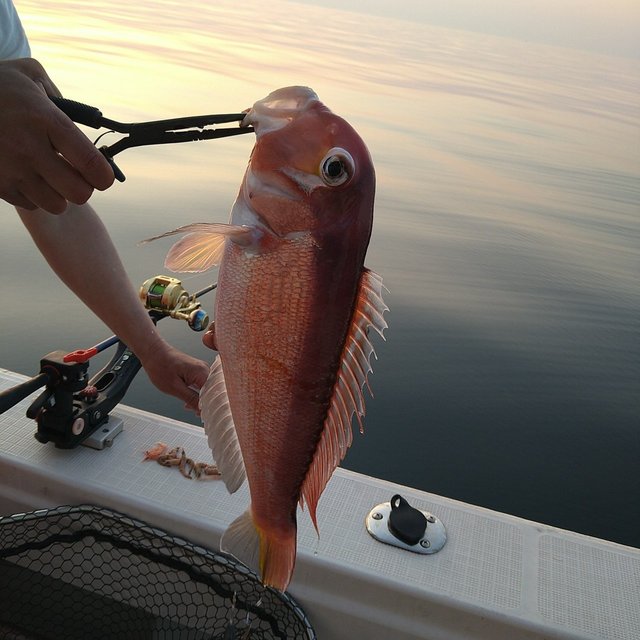 アマダイ(アカアマダイ)