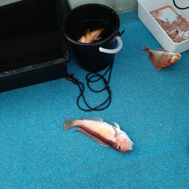 レンコダイ(キダイ)・アマダイ(アカアマダイ)