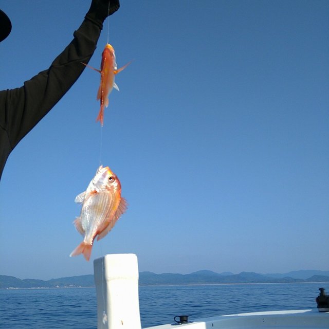 レンコダイ(キダイ)