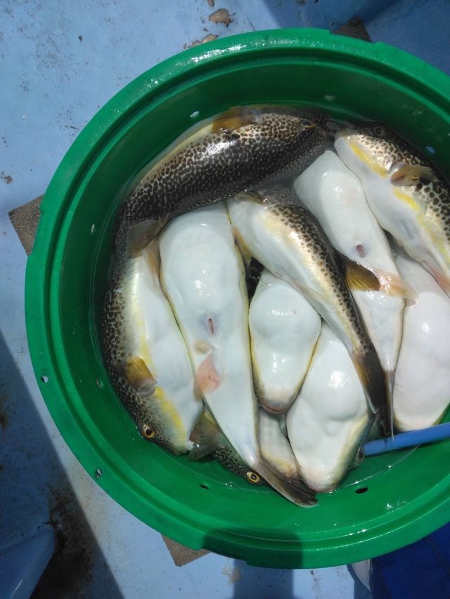 ショウサイフグ