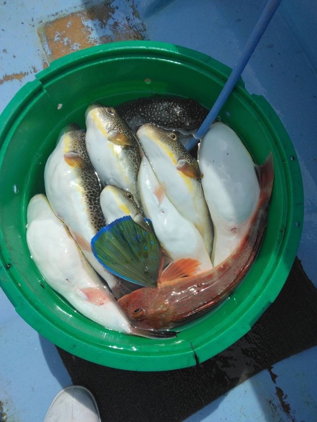 ショウサイフグ