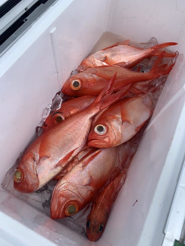 キンメ(キンメダイ)