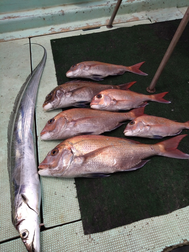 タイ(マダイ)・タチウオ