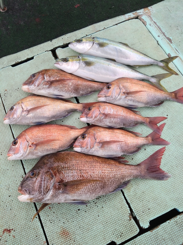 タイ(マダイ)・ハマチ(ブリ)