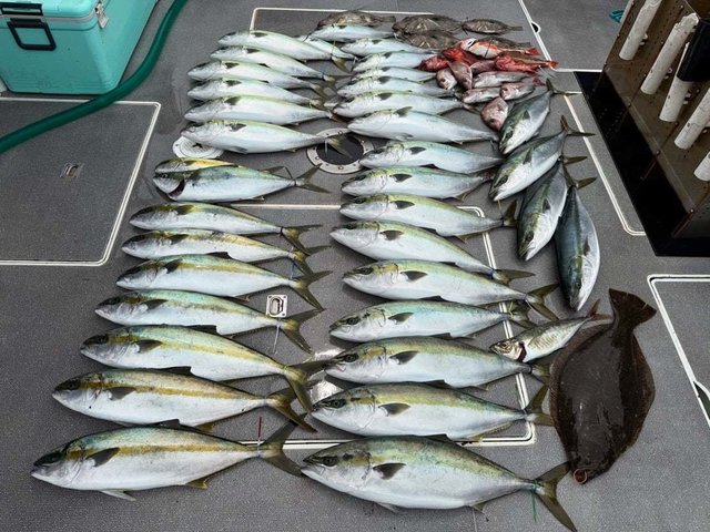 マダイ・アジ(マアジ)・ヒラマサ・カサゴ・ヒラメ・マトウダイ