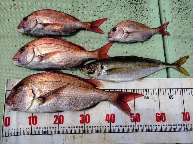 タイ(マダイ)・アジ(マアジ)