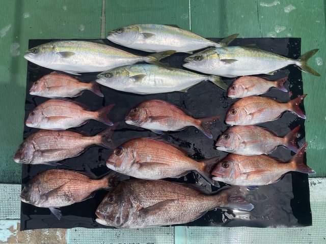 マダイ・ハマチ(ブリ)