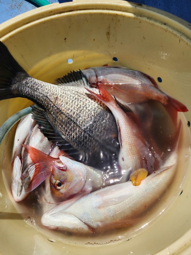 マダイ・ハナダイ(チダイ)・クロダイ