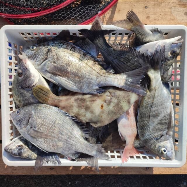 チヌ(クロダイ)