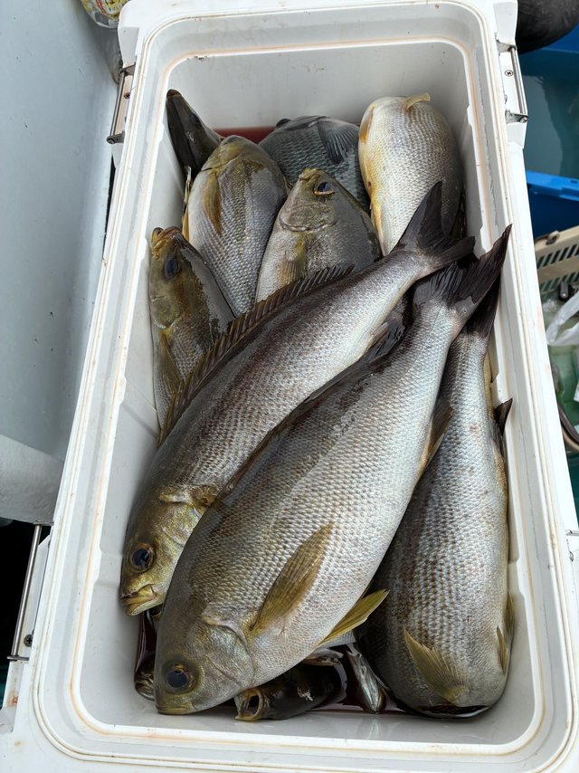 イサギ(イサキ)