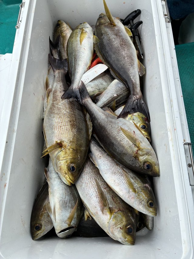 イサギ(イサキ)