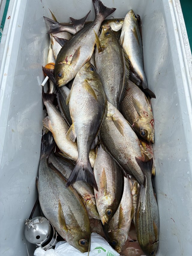 イサギ(イサキ)