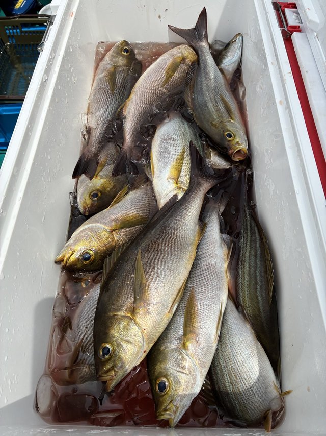 イサギ(イサキ)