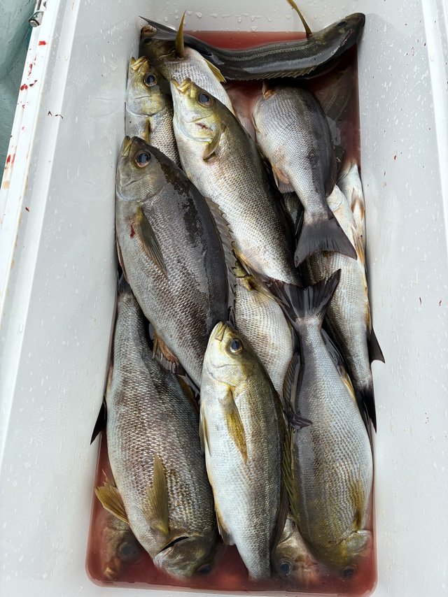 イサギ(イサキ)