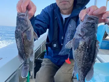 ソイ(クロソイ)