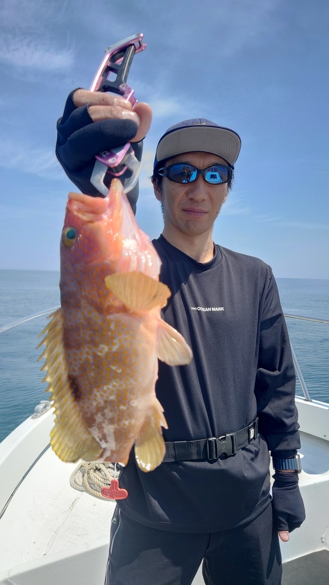 アコウ(キジハタ)