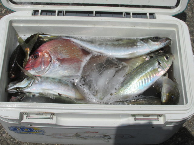 ハナダイ(チダイ)・アジ(マアジ)