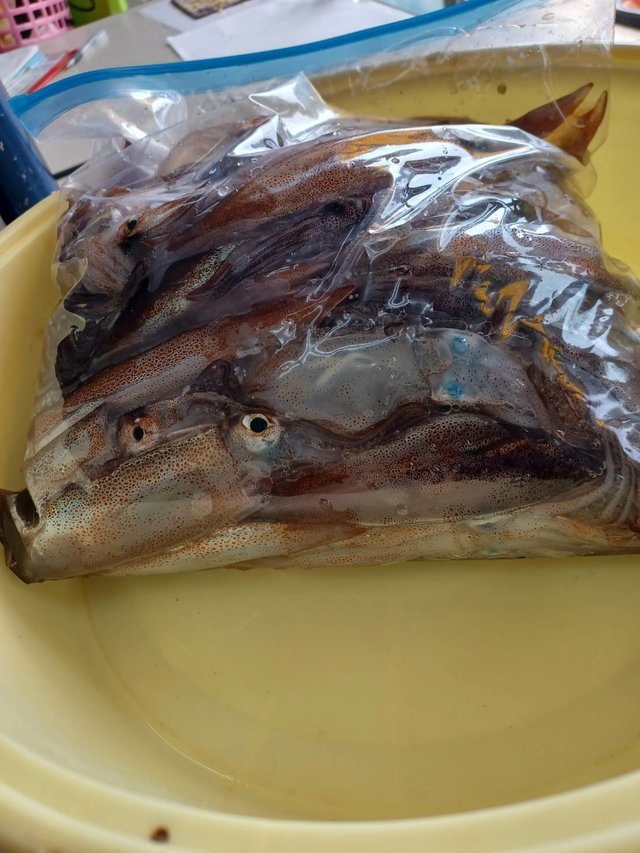 ムギイカ(スルメイカ)