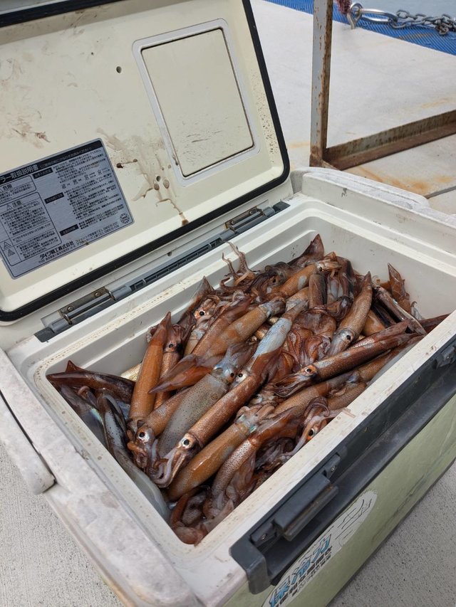 ムギイカ(スルメイカ)