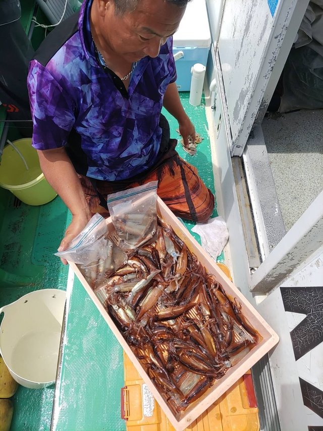 マルイカ(ケンサキイカ)