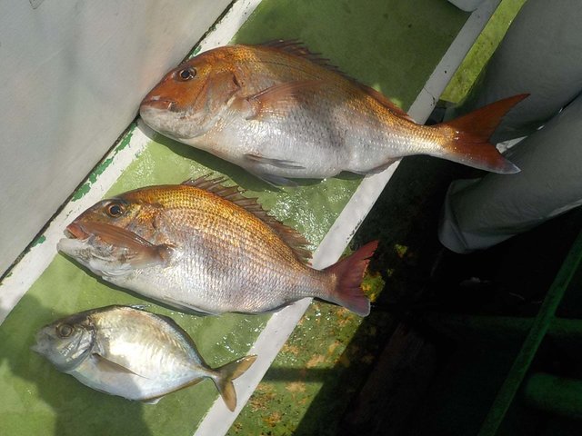 マダイ・カイワリ