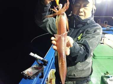 マイカ(ケンサキイカ)