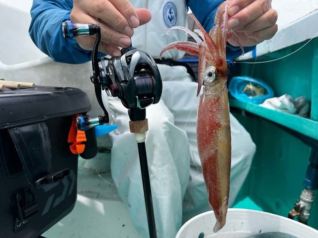 マルイカ(ケンサキイカ)