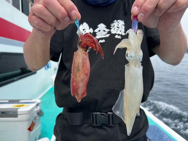 マルイカ(ケンサキイカ)