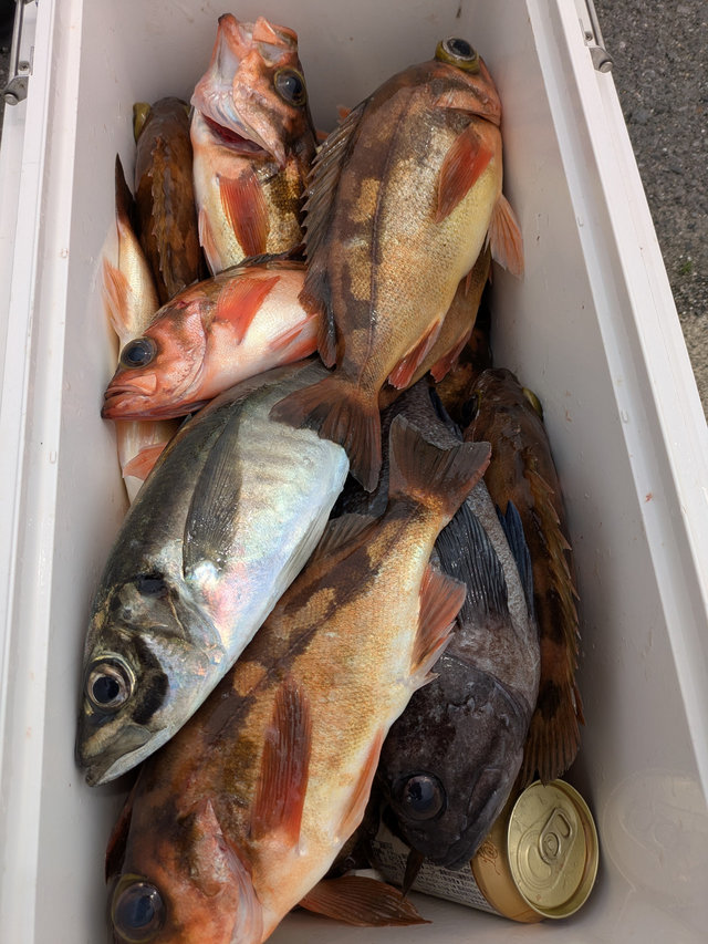 アジ(マアジ)・オキメバル(ウスメバル)