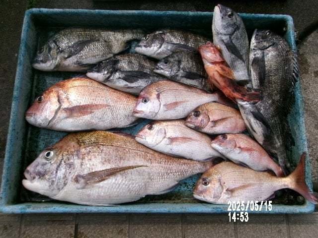 マダイ・ハナダイ(チダイ)・クロダイ・カサゴ